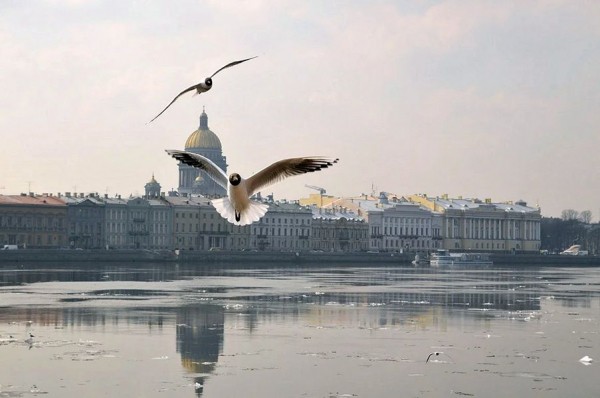 Орнитологическая экскурсия «Птицы городской среды» Орнитологическая экскурсия «Птицы городской среды»
