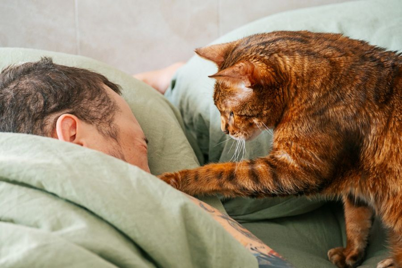 Любите целовать кошку? Учёные рассказали, как питомцы воспринимают ласку