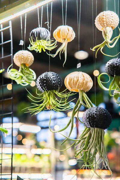 Flora Fest