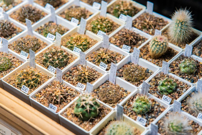 Flora Fest
