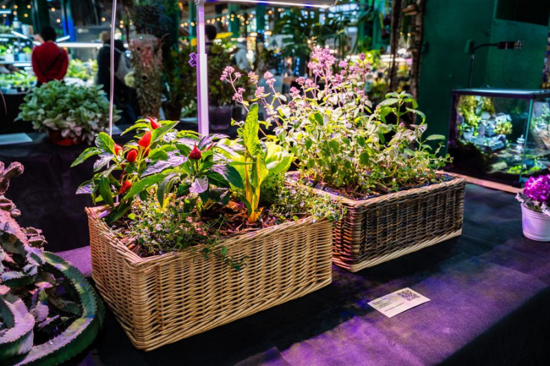 Flora Fest